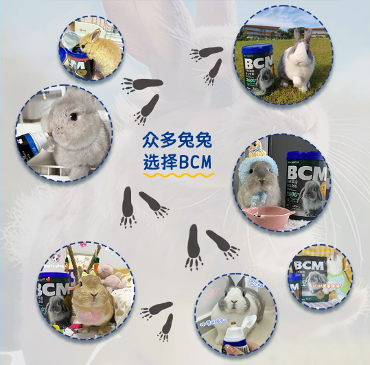 bcm 美毛兔粮：为宠物兔的毛发健康注入新能量(图8)