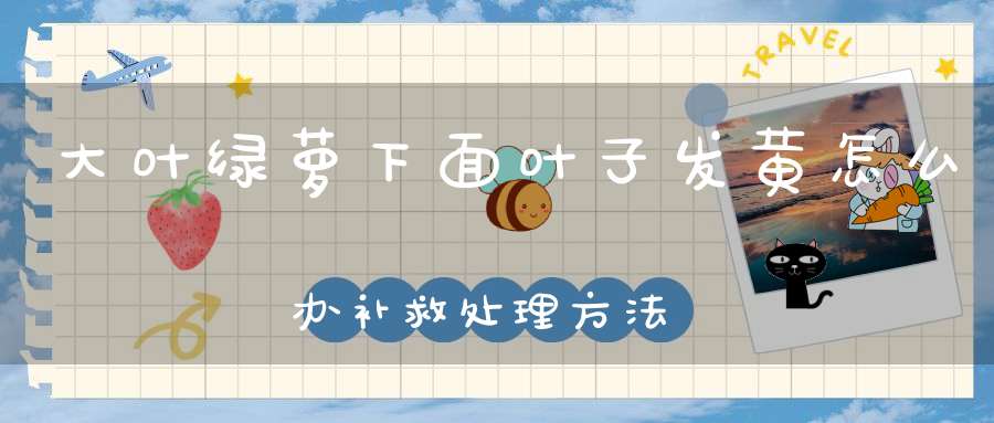大叶绿萝下面叶子发黄怎么办补救处理方法(图1)