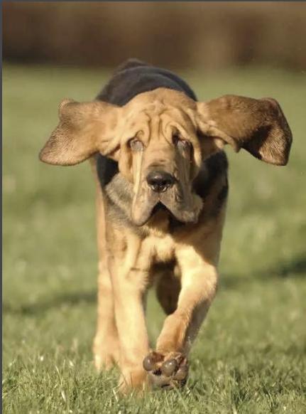 比利时的大型嗅觉猎犬（寻血猎犬）(图1)